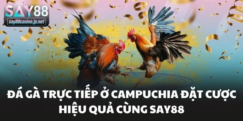 Đá Gà Trực Tiếp Ở Campuchia Đặt Cược Hiệu Quả Cùng Say88