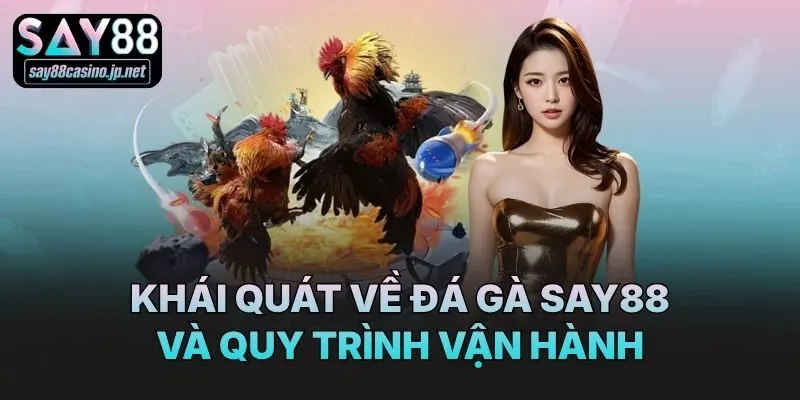 Khái quát về đá gà Say88 và quy trình vận hành