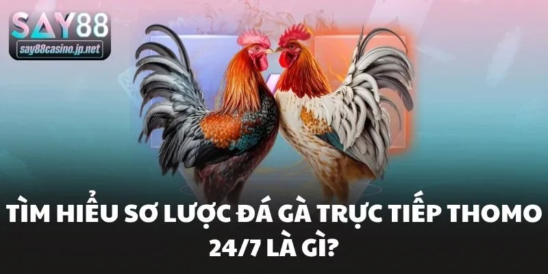 Tìm hiểu sơ lược đá gà trực tiếp thomo 24/7 là gì?