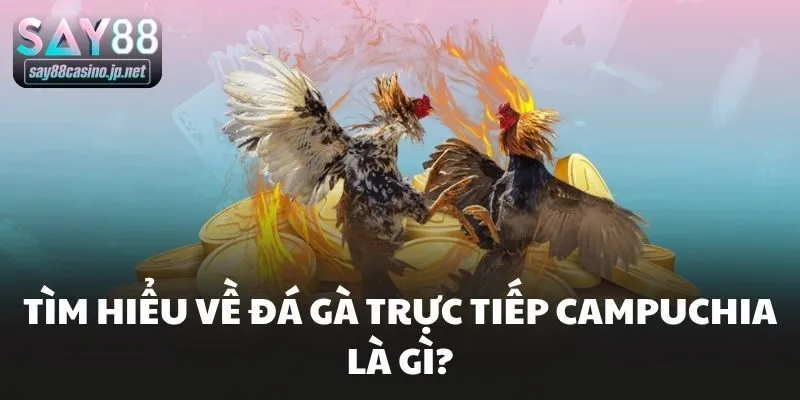 Tìm hiểu về đá gà trực tiếp Campuchia là gì?